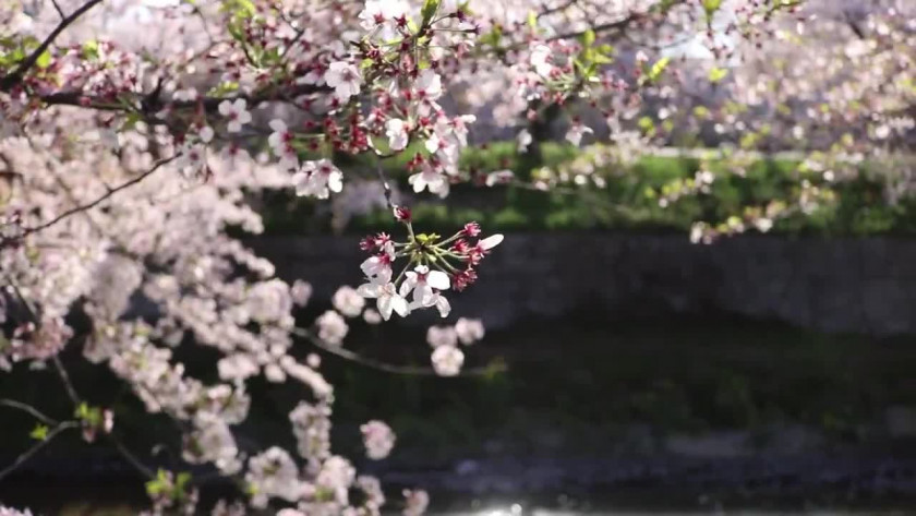 名古屋大学本科留学2