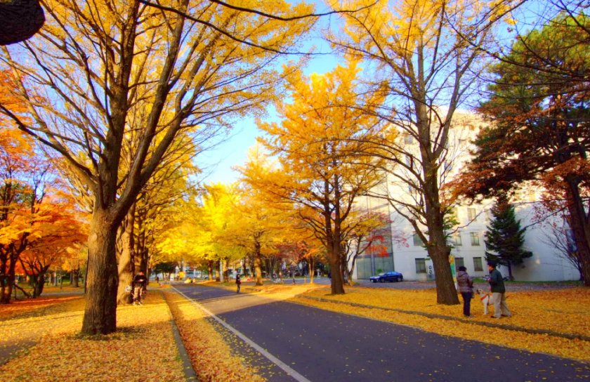 北海道大学本科留学