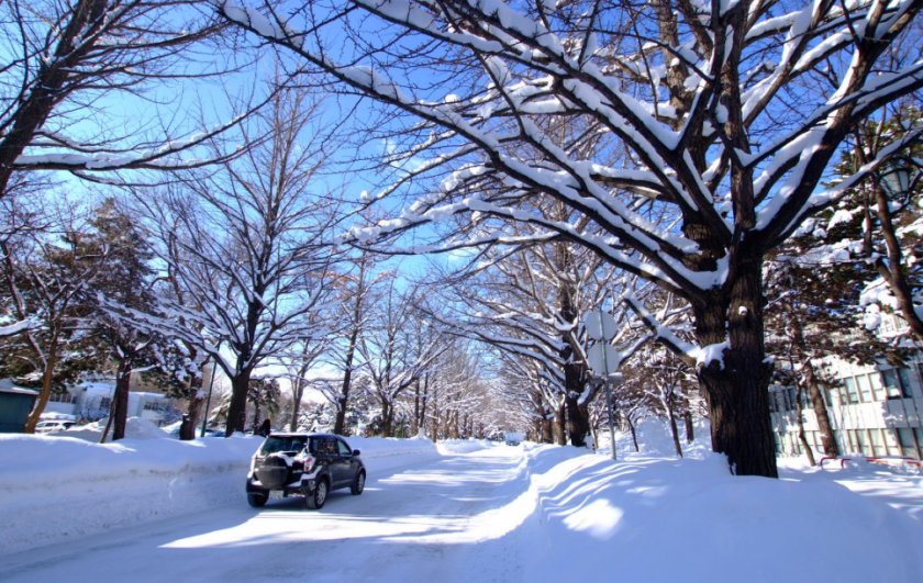 北海道大学研究生留学